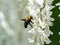 Selective shot of Japanese Carpenter Bee (Xylocopa appendiculata) on Wisteria brachybotrys flowers