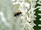 Selective shot of Japanese Carpenter Bee (Xylocopa appendiculata) by Wisteria brachybotrys flowers