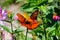 Selective shot of Mexican silverspot (Dione moneta) butterflies  on a flower in a garden