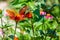 Selective shot of Mexican silverspot (Dione moneta) butterflies  on a flower in a garden