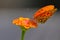 Selective shot of a Passion butterfly (Dione vanillae) on an Marigold (Calendula officinalis)