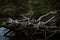 Selective shot of a pile of driftwood on the body of water surrounded by trees