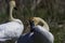 Selective shot of a swan in Brockville, Ontario area, Canada with a blurry background