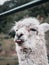 Selective shot of a white wooly Alpaca (Huacaya breed) with its tongue stuck out