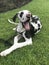 Selective of a sleepy dalmatian dog resting on the grass