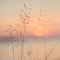 Selective soft focus of beach dry grass, reeds, stalks at pastel sunset light, blurred sea