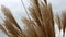 Selective soft focus of beach dry grass, stalks blowing in the wind at golden sunset light - horizontal with copy space. Nature