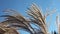 Selective soft focus of beach dry grass  stalks blowing in the wind at golden sunset light - horizontal with copy space. Nature