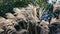 Selective soft focus of beach dry grass  stalks blowing in the wind at golden sunset light - horizontal with copy space. Nature