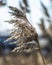 Selective soft focus of dry grass, reed, stalks, in the wind by the light, horizontal, blurred background. Nature, spring