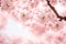 Selective soft focus flowering cherry tree branch with pink flowers on blurred pink and green background, ai generative