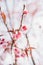 Selective soft focus Wild Himalayan Cherry or Sakura flower