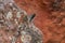 Selective of southern viscacha ears (Lagidium viscacia) from rocks