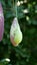 Selective vertical shot of a beautiful pipevine in a blossom on a green background