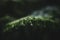 Selective view of a lush green fern isolated on a dark blurred background