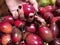 Selective view of a woman`s hand holding an tomato Tamarillo Solanum betaceum