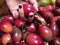 Selective view of a woman`s hand holding an tomato Tamarillo Solanum betaceum