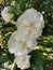 Selective of white Malva (Alcea Rosea) flower in a garden