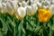Selective yellow coloured Tulip flower with a bunch of white Tulips