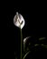 Selectively illuminated beautiful white flower on a black background. Spathiphyllum wallisii, known as spatha or peace