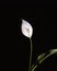 Selectively illuminated beautiful white flower on a black background. Spathiphyllum wallisii, known as spatha or peace