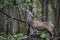 Selectove focus shot of a Deer in a forest in a daylight