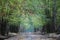 Selectove focus shot of a Roe deer in a forest in a daylight