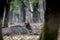 Selectove focus shot of a Wild boar lying on the ground in a forest