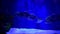 Selene fish Atlantic moonfish swarm in blue water ocean aquarium nature 4k video