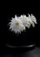 Selenicereus grandiflorus, Cactus with white flowers