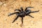 Selenocosmia javanensis tarantula spider