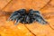 Selenocosmia javanensis tarantula spider