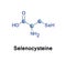 Selenocysteine is a cysteine analogue