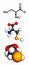 Selenocysteine (Sec, U) amino acid, molecular model