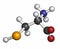 Selenocysteine (Sec, U) amino acid molecule. Called the 21st proteinogenic amino acid, present in selenoproteins. Atoms are