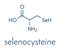 Selenocysteine Sec, U amino acid molecule. Called the 21st proteinogenic amino acid, present in selenoproteins. Skeletal formula