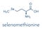 Selenomethionine amino acid molecule. Selenium containing natural analog of methionine. Skeletal formula.