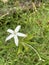 self blooming kitolod flower, kitolod plant, kitolod leaf, kitolod flower, Ornithogalum