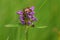 Self-heal flower on green background