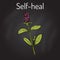 Self-heal Prunella vulgaris , or allheal, medicinal plant