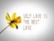Self love is the best love, quote on white background with a yellow cosmos flower.