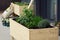 Self-made wooden raised bed with different herbs on on a balcony