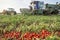 Self-propelled tomato harvester work in parallel with tractor trailer