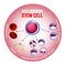 Self-renewing stem cell