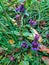 Selfheal flower, Prunella vulgaris close up