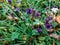 Selfheal flower, Prunella vulgaris close up