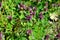 Selfheal prunella vulgaris growing on a meadow