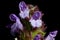 Selfheal Prunella vulgaris. Inflorescence Detail Closeup