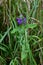 Selfheal or Woundwort - Prunella vulgaris, Norfolk, England, UK