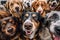 selfie of a group of dogs on a background of other dogs generative ai